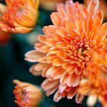 mitos sobre los servicios funerarios